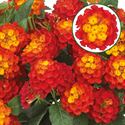 Bild von Lantana P12 Red